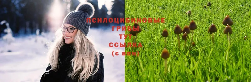 маркетплейс официальный сайт  Любим  Псилоцибиновые грибы Psilocybine cubensis  как найти закладки 